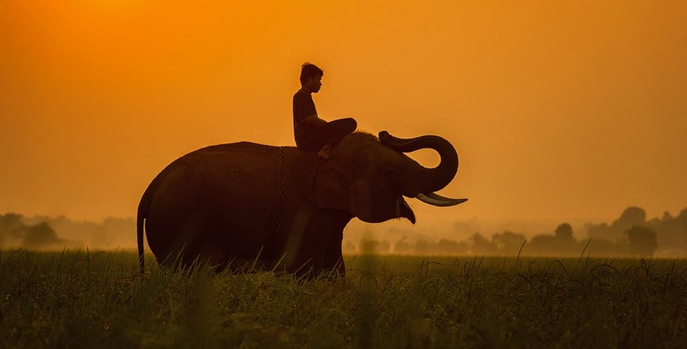 Cambodia elephant