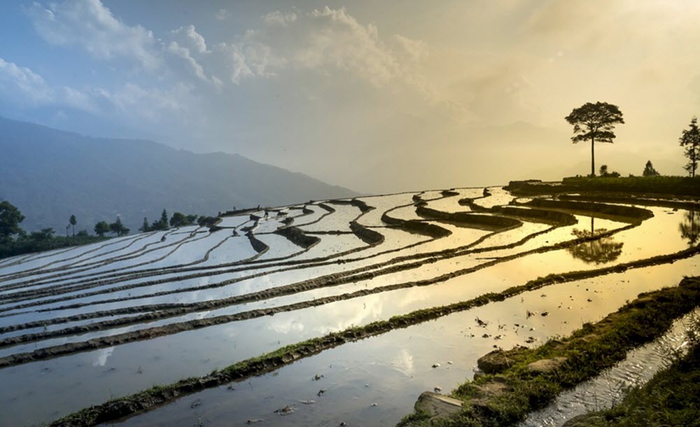 Vietnam rice