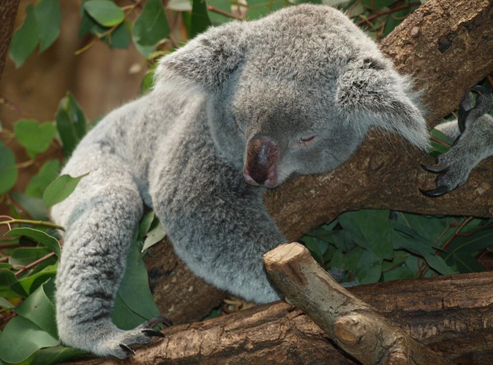 australia koala