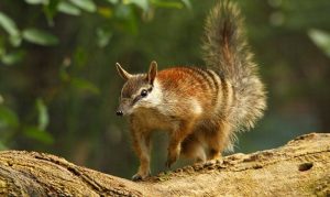 australia numbat