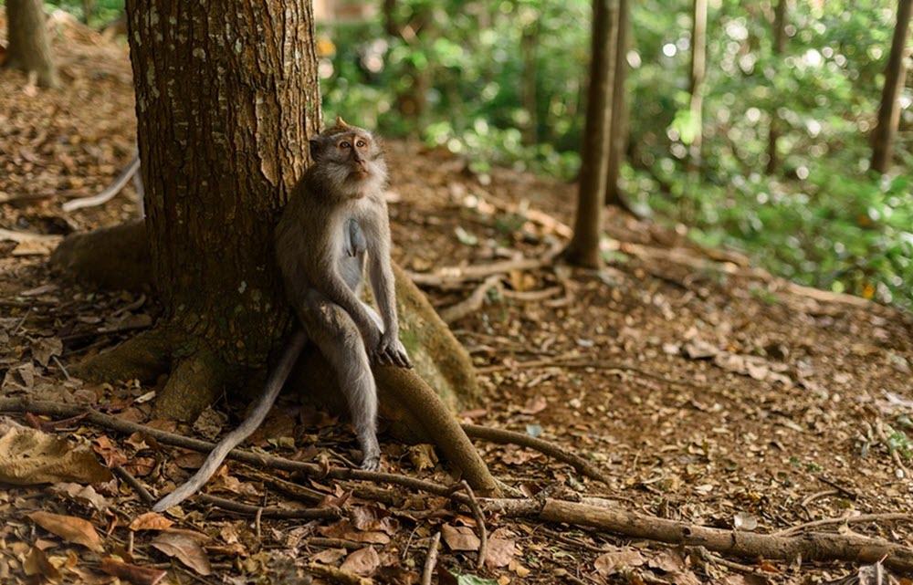 indonesia monkey