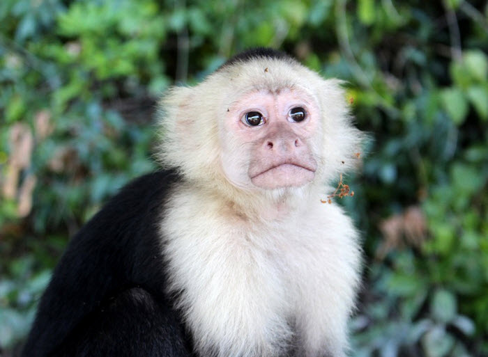 nicaragua monkey
