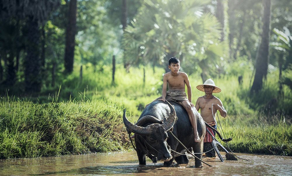 thailand buffalo