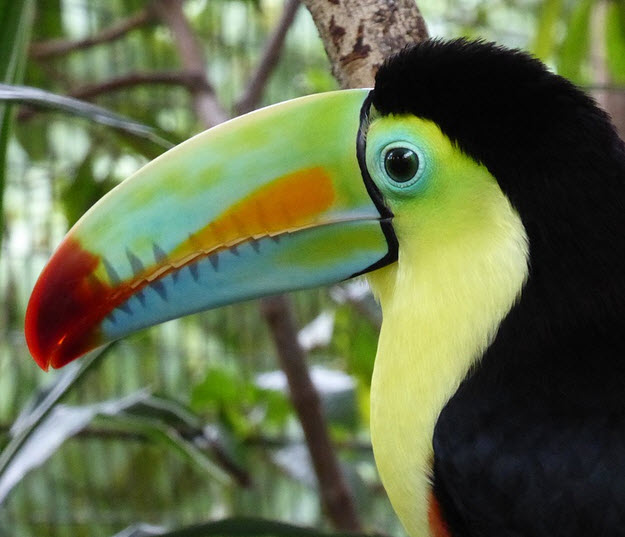 costa rica Toucan